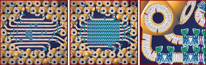 Jena Bioscience JBScreen LCP CS-340 JBScreen LCP HTS CS-213L