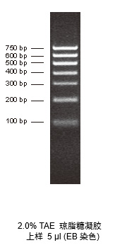 DNA分子量标准 (100-750 bp)