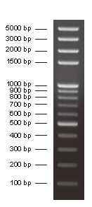 DNA分子量标准 (100-5000 bp)