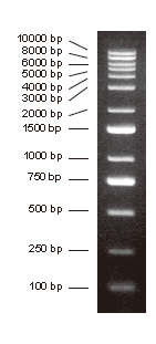 DNA分子量标准 (100-10000 bp)