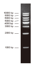 DNA分子量标准 (1000-10000 bp)