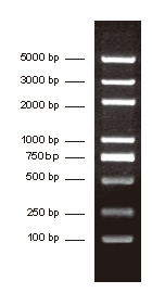 DNA分子量标准 (100-5000 bp)