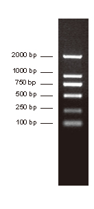 DNA分子量标准 (100-2000 bp)