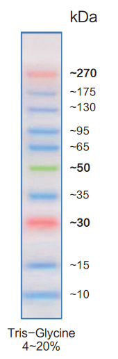 彩色预染宽范围蛋白marker（10-270kDa）