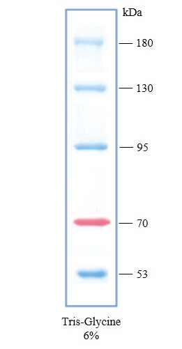 彩色预染蛋白marker（10-180kDa）