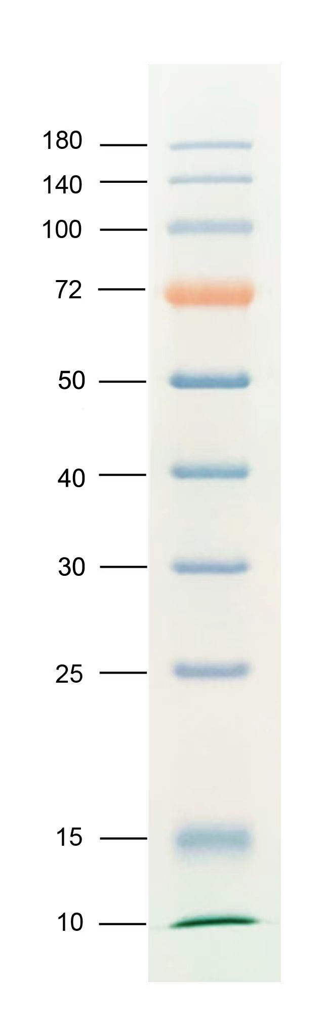 增强型彩虹广谱蛋白Marker(10-180KD)